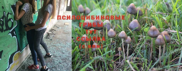 PSILOCYBIN Армянск